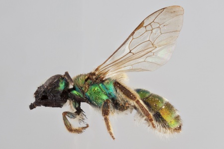 [Paroxystoglossa female (lateral/side view) thumbnail]